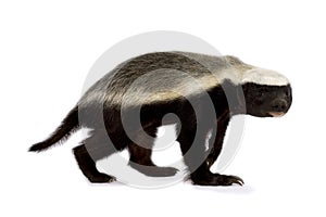 Honey badger Mellivora capensis photo