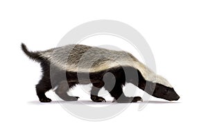 Honey badger Mellivora capensis photo