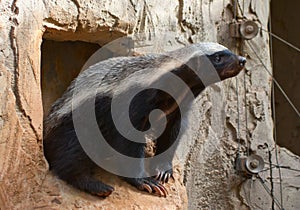 Honey badger photo