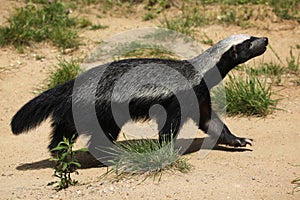 Honey badger (Mellivora capensis)