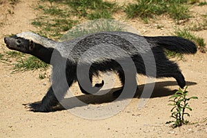 Honey badger (Mellivora capensis)