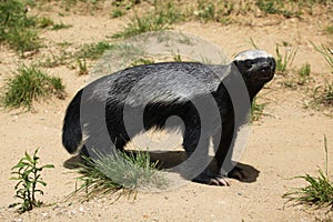 Honey badger (Mellivora capensis)