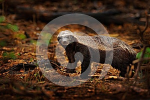 Honey badger, Mellivora capensis, also known as the ratel, in the dark forest habitatr. Black and grey badger from Okavango delta