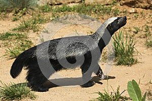 Honey badger (Mellivora capensis) photo