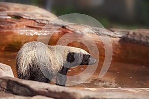 Honey badger Mellivora capensis is known for being tough photo