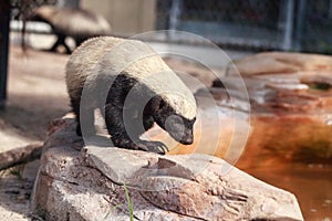 Honey badger Mellivora capensis is known for being tough photo