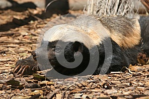 honey badger, Mellivora capensis, is a rare beast in Africa photo