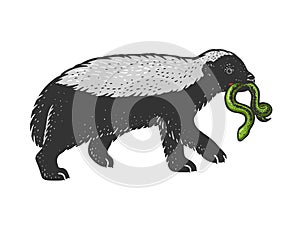 Honey badger ratel color sketch vector