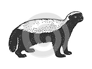 Honey badger ratel sketch vector illustration