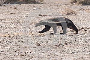 Honey Badger running profile desert photo