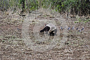 Honey Badger scavenging in the african bush