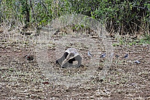 Honey Badger scavenging in the african bush