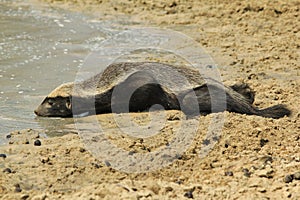 Honey Badger - Wildlife Background from Africa - Rare sights of Nature