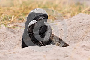 Honey badger with young in mouth muzzle, Khwai in Botswana. Animal family behavior in Africa. Cub of ratel, Mellivora capensis, in