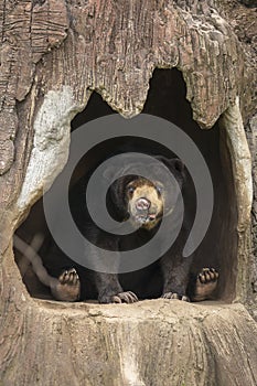 Honey bear on come closer