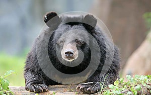 Honey bear on come closer