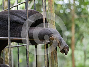 Honey bear Helarctos malayanus in bars in a rescue center cage