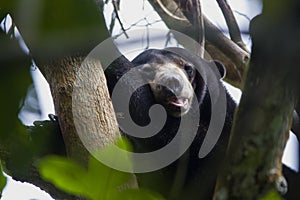 HONEY BEAR SLEEP ON TREE photo