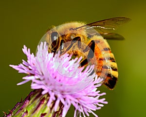 Honey Bee