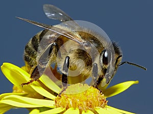 Miel miel de abeja 