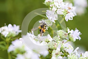 Honey Bee   841649