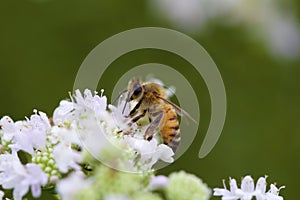 Honey Bee   841708