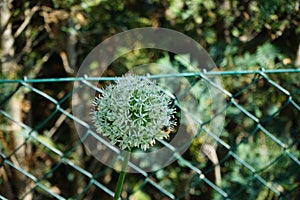 A honey bee on an Allium ampeloprasum \'Ping Pong\' flower in May. Berlin, Germany