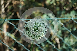 A honey bee on an Allium ampeloprasum \'Ping Pong\' flower in May. Berlin, Germany