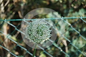 A honey bee on an Allium ampeloprasum \'Ping Pong\' flower in May. Berlin, Germany