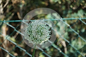 A honey bee on an Allium ampeloprasum \'Ping Pong\' flower in May. Berlin, Germany