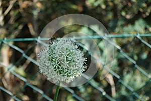 A honey bee on an Allium ampeloprasum \'Ping Pong\' flower in May. Berlin, Germany