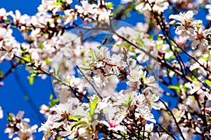 Honey bee on almond flowers on sky background