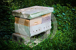 Honey Bee Apiary photo