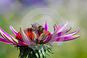 Honey bee Apis collecting nectar on purple coneflower Echinacea purpurea