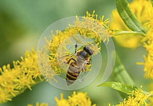Honey Bee: Apis dorsata collecting nector from bunch of flowers photo