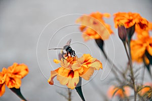 Honey bee (Apis florea) chooses a marigold flower for collecting honey from it.