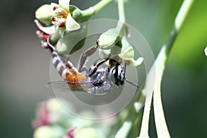 Honey bee, Apis florea collecting nectar from sandal wood flower