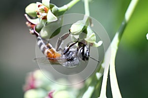 Honey bee, Apis florea collecting nectar from sandal wood flower photo