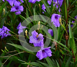 Honey Bee (Apis) flying next to flower.