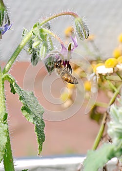 A Honey Bee, Apis melifera, dangles from a flower