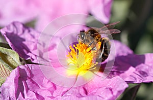 Honey bee apis melifera over flower macro detail wide