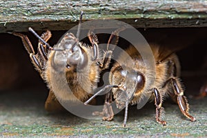 Honey Bee - Apis mellifera