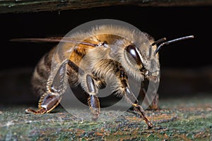 Honey Bee - Apis mellifera