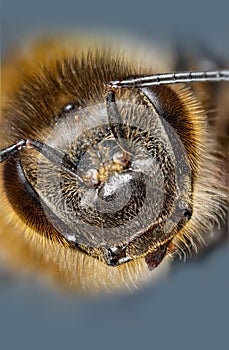 Honey bee apis mellifera