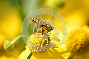 Honey Bee, Apis mellifera