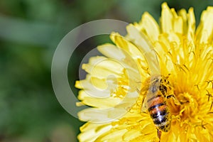 Honey bee Apis mellifera