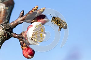 Honey bee Apis Mellifera on apricot flower, macro. detail of bee or honeybee in Latin Apis Mellifera, european or western honey