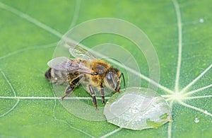 Cute honey bee, Apis mellifera, in close up drinking water from a dewy leaf