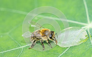 Cute honey bee, Apis mellifera, in close up drinking water from a dewy leaf