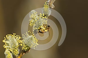 A Honey Bee, Apis mellifera, collecting pollen from the Goat Willow or Willow, Salix caprea, tree.